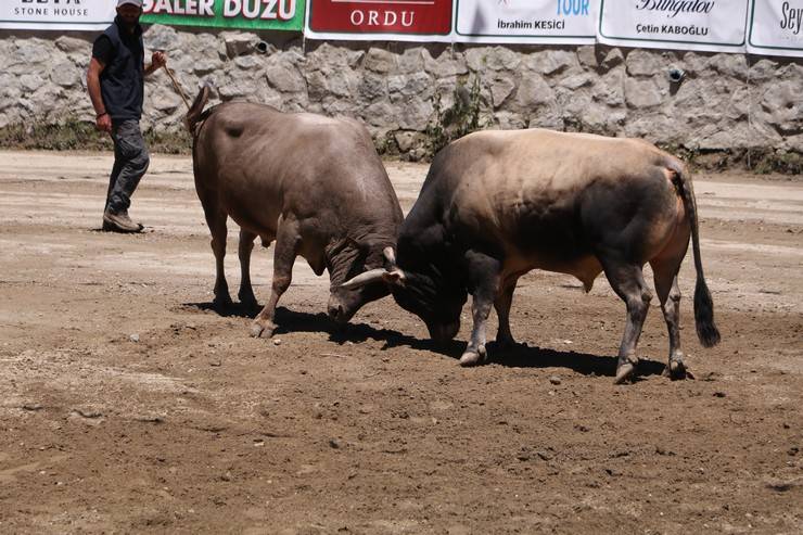 Rize'de "28. Çamlıhemşin Ayder Kültür, Sanat ve Doğa Festivali" sona erdi 16