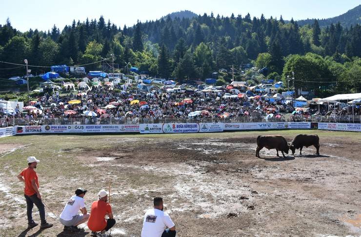 Artvin'de "8. Boğa Güreşleri Türkiye Şampiyonası" yapıldı 9