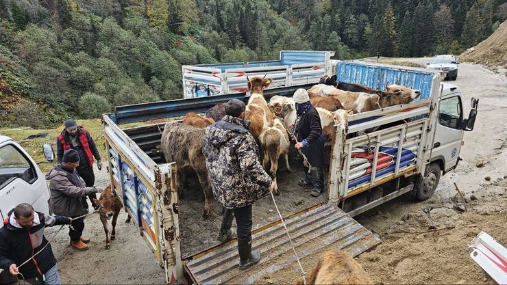 Rize'de yaylacıların köye dönüş yolculuğu devam ediyor 1