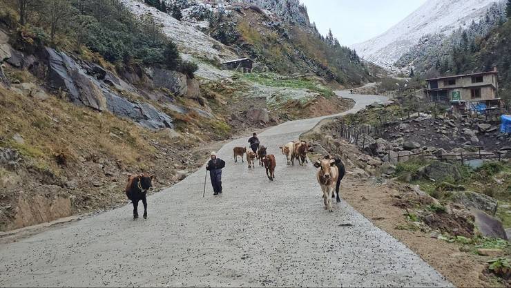 Rize'de yaylacıların köye dönüş yolculuğu devam ediyor 13