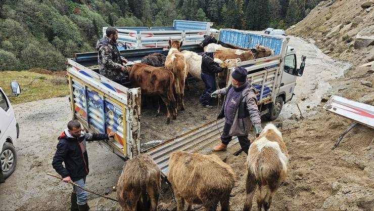 Rize'de yaylacıların köye dönüş yolculuğu devam ediyor 2