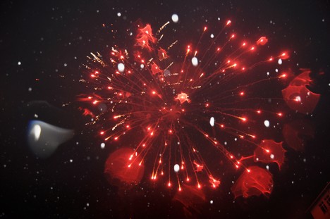 Rize’de Ak Partililer Zaferi Böyle Kutladı 2