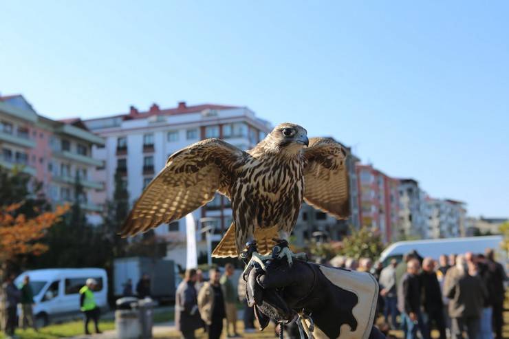 Rize'de atmaca güzellik ve beceri yarışması düzenlendi 13