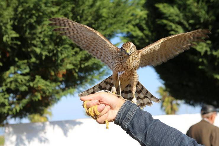 Rize'de atmaca güzellik ve beceri yarışması düzenlendi 15