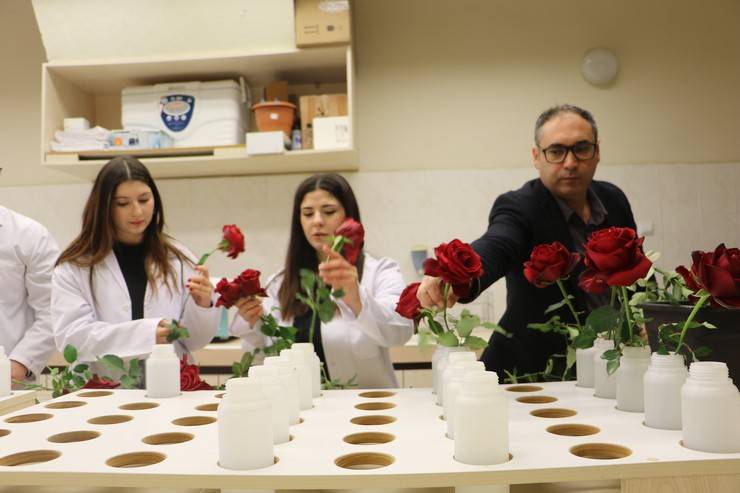 Hamsi atıklarıyla geliştirilen gübreyle gül yetiştiriyorlar 1