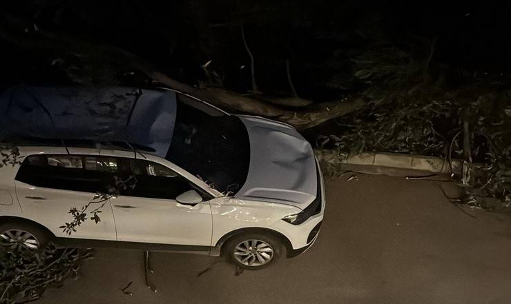 Artvin’de fırtına çatıları uçurdu, ağaçlar devrildi 2