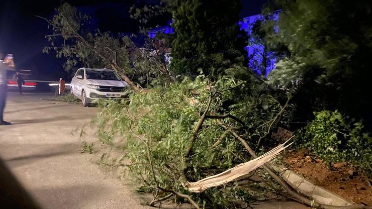 Artvin’de fırtına çatıları uçurdu, ağaçlar devrildi 3