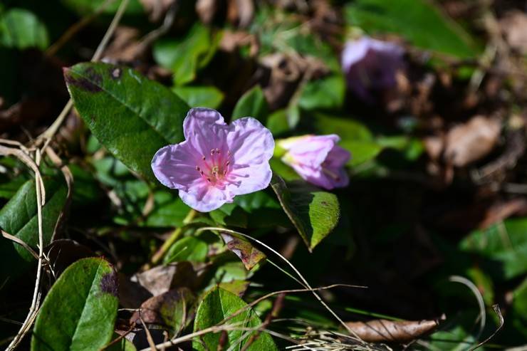Rize doğal güzellikleriyle ziyaretçilerini bekliyor 5