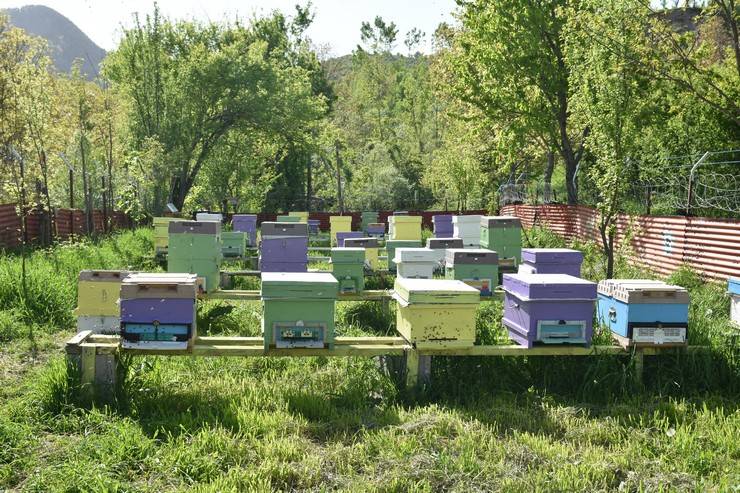 Kadın arıcı 2 kovanla başladığı arıcılıkta bu yıl yaklaşık 1,5 ton bal bekliyor 11