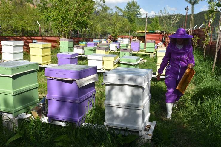 Kadın arıcı 2 kovanla başladığı arıcılıkta bu yıl yaklaşık 1,5 ton bal bekliyor 4