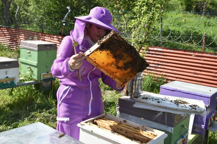 Kadın arıcı 2 kovanla başladığı arıcılıkta bu yıl yaklaşık 1,5 ton bal bekliyor 7
