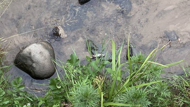 Rize’de derede balık ölümlerine inceleme 3