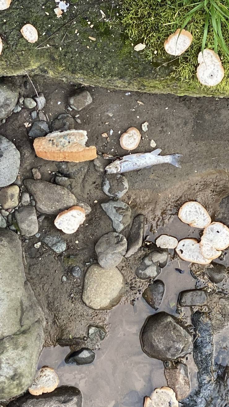 Rize’de derede balık ölümlerine inceleme 4