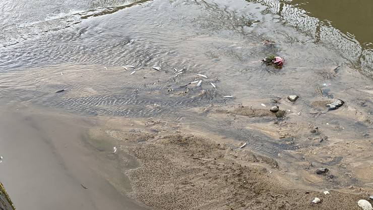 Rize’de derede balık ölümlerine inceleme 6