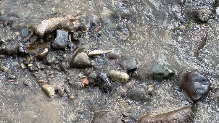 Rize’de derede balık ölümlerine inceleme 7