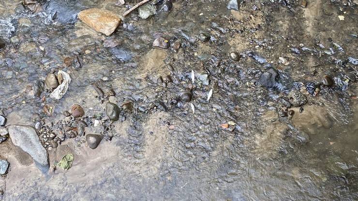 Rize’de derede balık ölümlerine inceleme 9