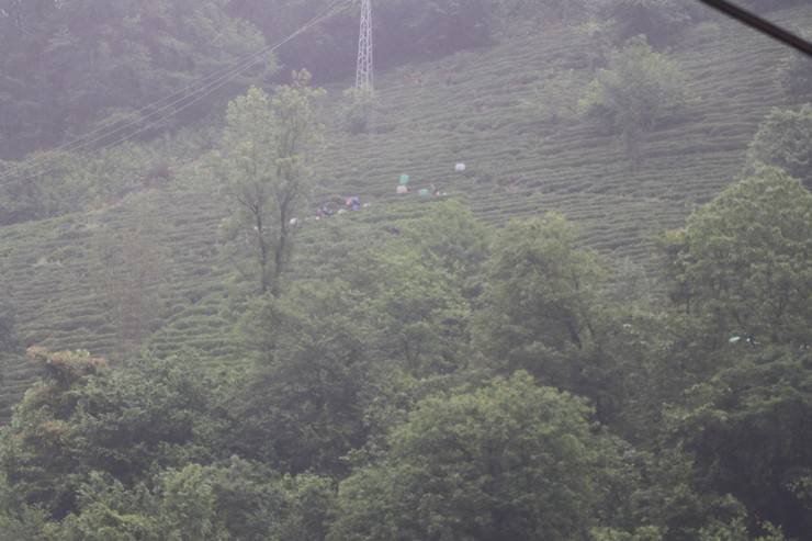 Rize'deki çay bahçelerinde ilk sürgün hasadı yoğunluğu 1