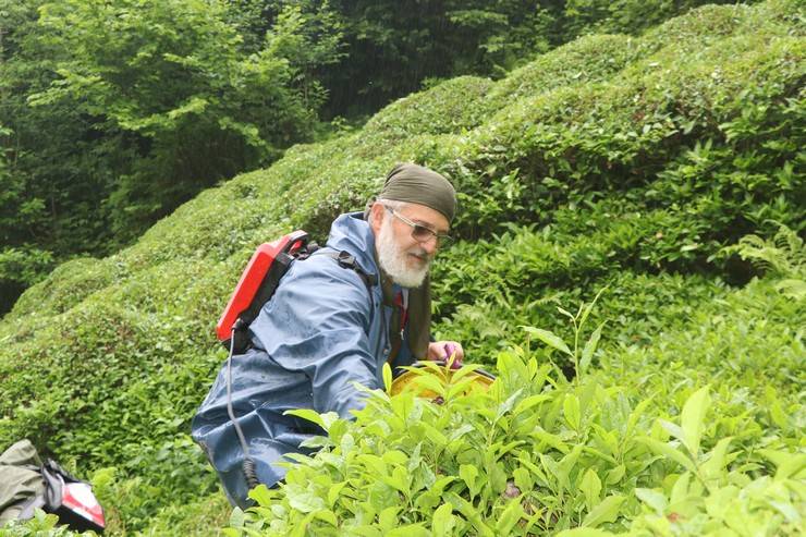 Rize'deki çay bahçelerinde ilk sürgün hasadı yoğunluğu 12