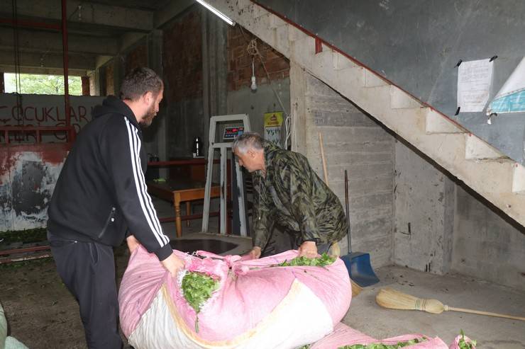 Rize'deki çay bahçelerinde ilk sürgün hasadı yoğunluğu 2