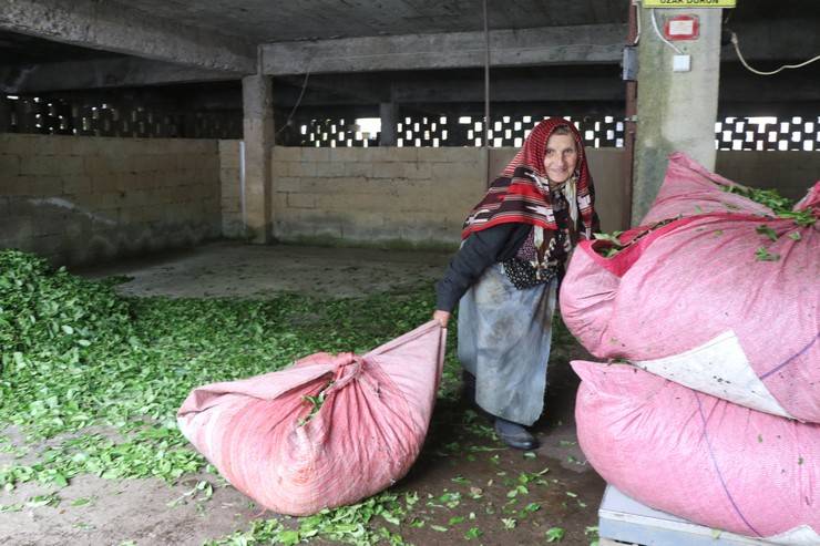 Rize'deki çay bahçelerinde ilk sürgün hasadı yoğunluğu 3