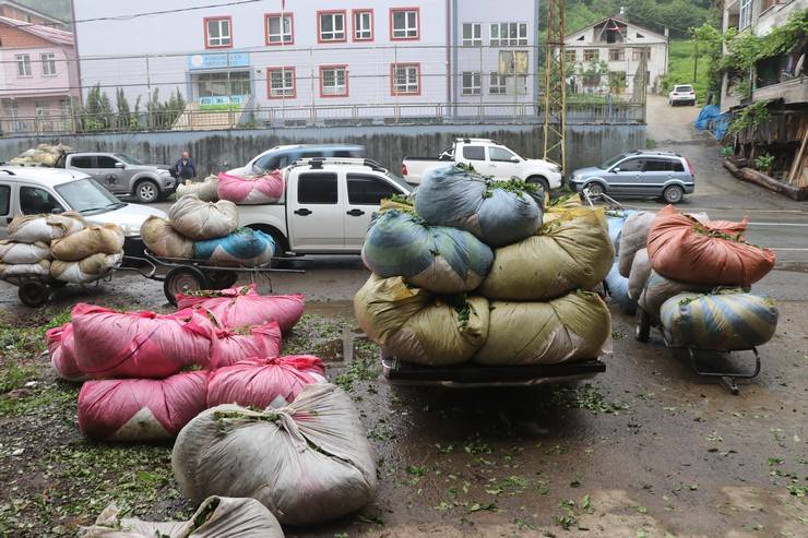 Rize'deki çay bahçelerinde ilk sürgün hasadı yoğunluğu 4