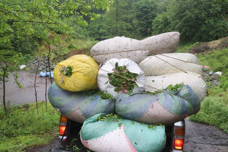 Rize'deki çay bahçelerinde ilk sürgün hasadı yoğunluğu 5