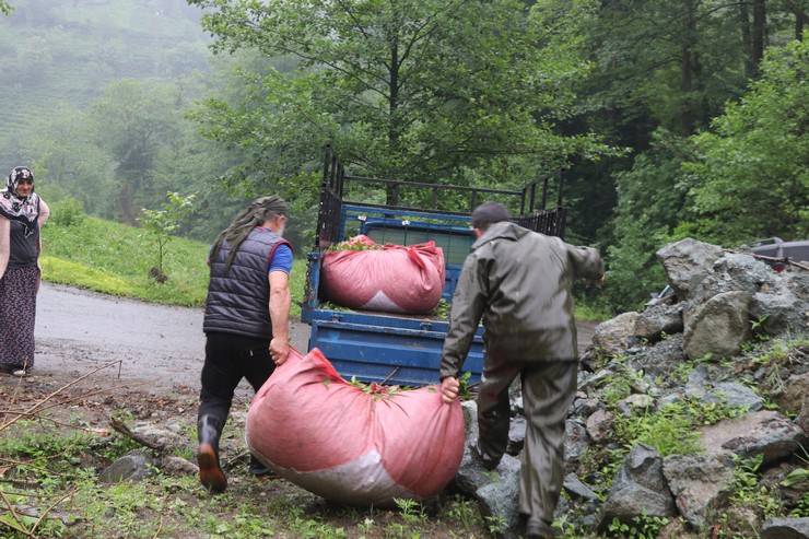 Rize'deki çay bahçelerinde ilk sürgün hasadı yoğunluğu 8