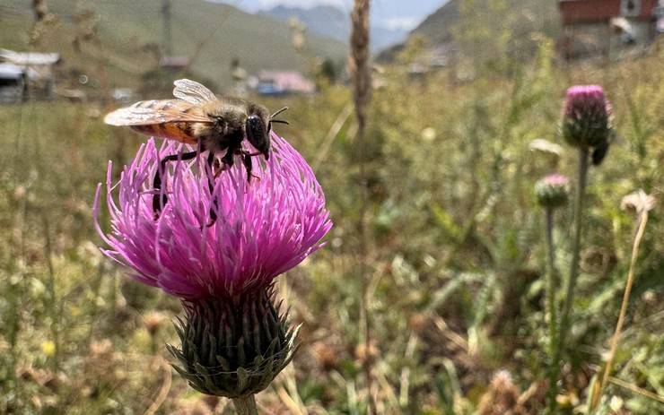Dünyaca ünlü Anzer balının üretimi için mühürlenen peteklerden numune alındı 11