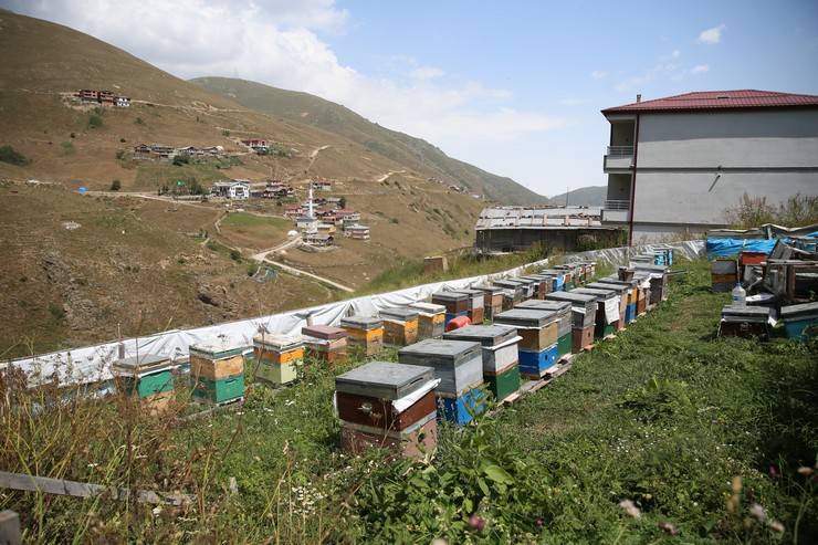 Dünyaca ünlü Anzer balının üretimi için mühürlenen peteklerden numune alındı 12