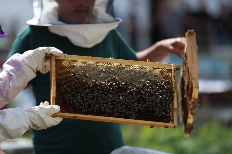 Dünyaca ünlü Anzer balının üretimi için mühürlenen peteklerden numune alındı 5