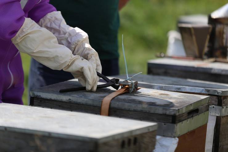 Dünyaca ünlü Anzer balının üretimi için mühürlenen peteklerden numune alındı 7