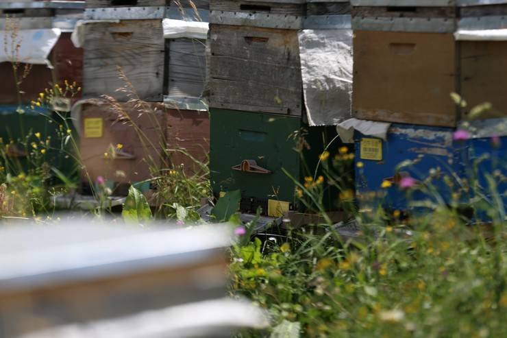 Dünyaca ünlü Anzer balının üretimi için mühürlenen peteklerden numune alındı 9