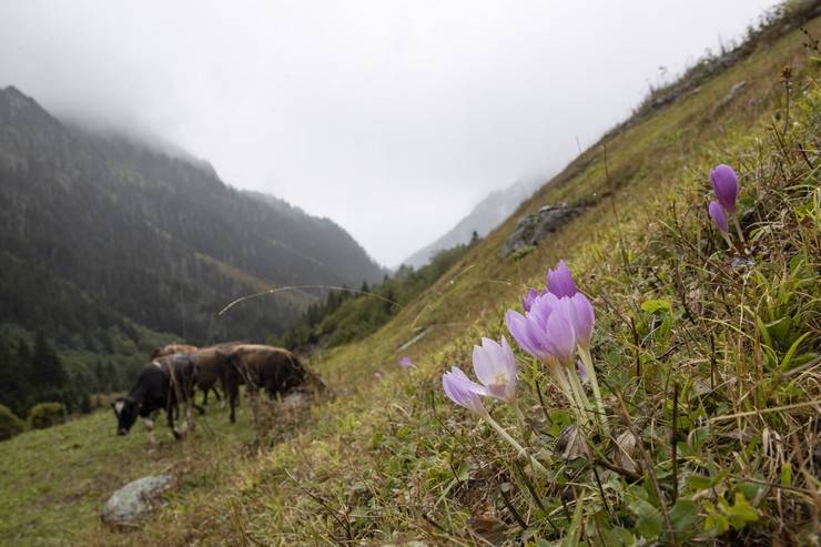 Rize'nin tarihi, doğal ve kültürel güzellikleri ilgi çekiyor 1