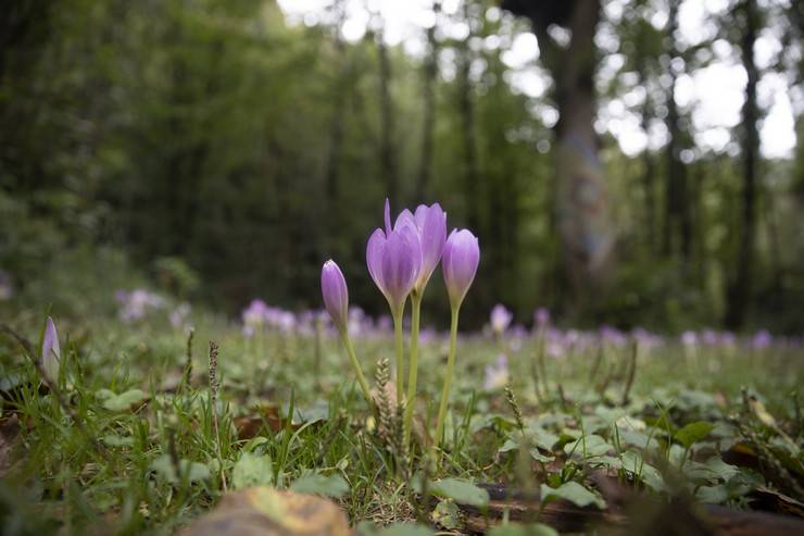 Rize'nin tarihi, doğal ve kültürel güzellikleri ilgi çekiyor 5