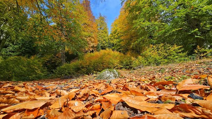 Rize'de Ayder Yaylası'nda sonbahar renkleri hakim oldu 11