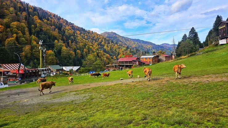 Rize'de Ayder Yaylası'nda sonbahar renkleri hakim oldu 12