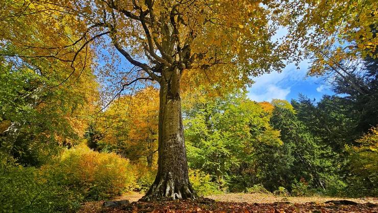 Rize'de Ayder Yaylası'nda sonbahar renkleri hakim oldu 13