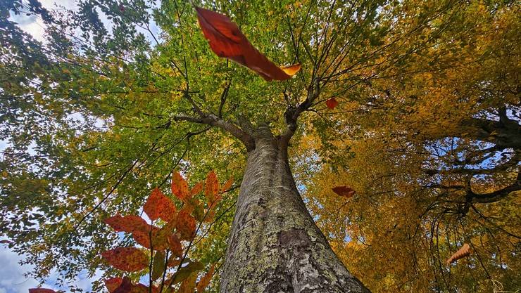 Rize'de Ayder Yaylası'nda sonbahar renkleri hakim oldu 3