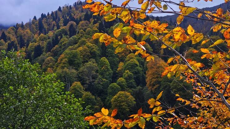 Rize'de Ayder Yaylası'nda sonbahar renkleri hakim oldu 8