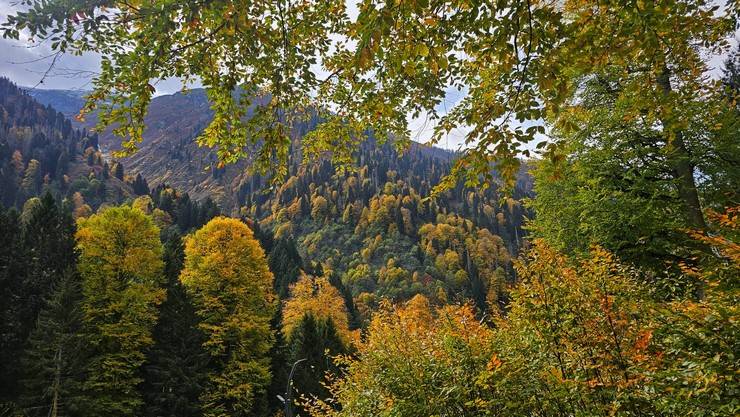 Rize'de Ayder Yaylası'nda sonbahar renkleri hakim oldu 9
