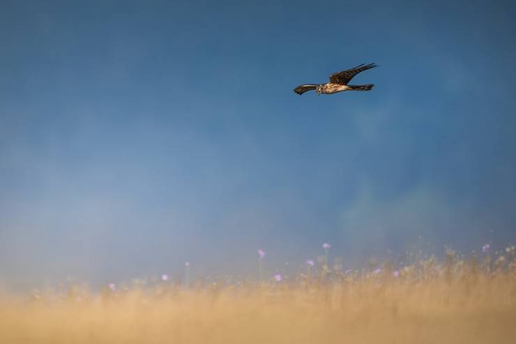 Ovit Dağı, bozkır delicesinin göç güzergahında hareketlilik yaşıyor 1