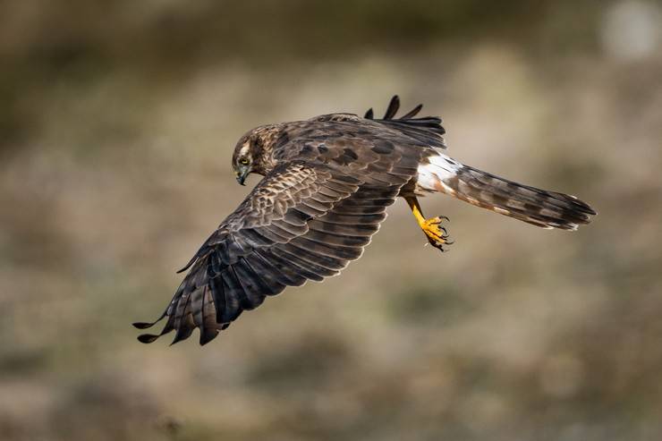 Ovit Dağı, bozkır delicesinin göç güzergahında hareketlilik yaşıyor 10