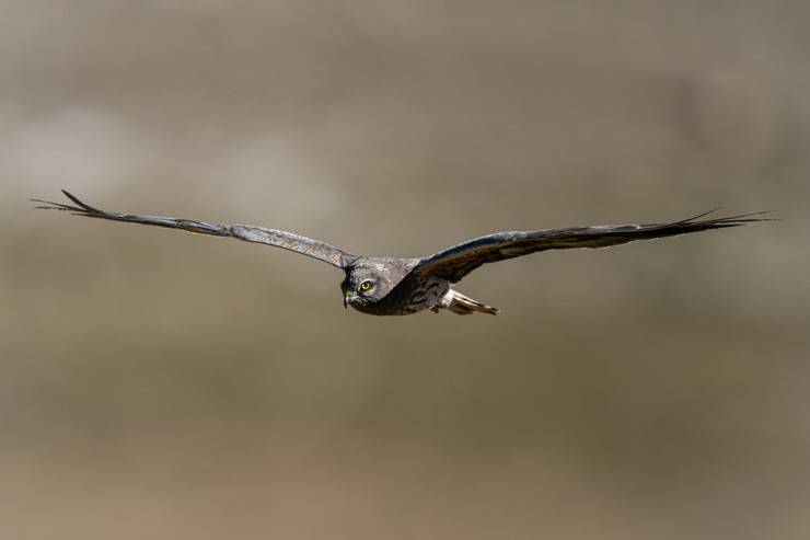 Ovit Dağı, bozkır delicesinin göç güzergahında hareketlilik yaşıyor 11