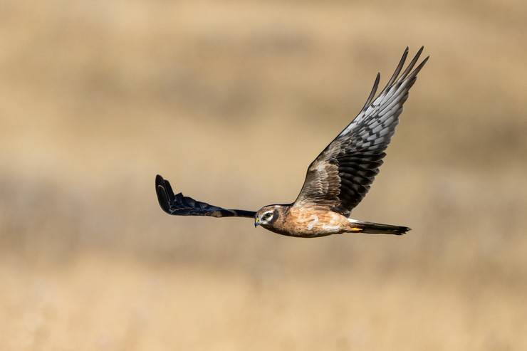 Ovit Dağı, bozkır delicesinin göç güzergahında hareketlilik yaşıyor 12
