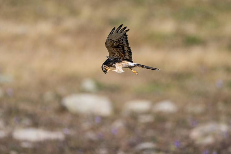 Ovit Dağı, bozkır delicesinin göç güzergahında hareketlilik yaşıyor 13