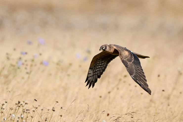 Ovit Dağı, bozkır delicesinin göç güzergahında hareketlilik yaşıyor 14