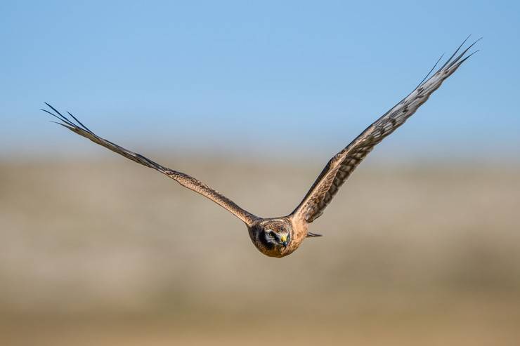 Ovit Dağı, bozkır delicesinin göç güzergahında hareketlilik yaşıyor 15