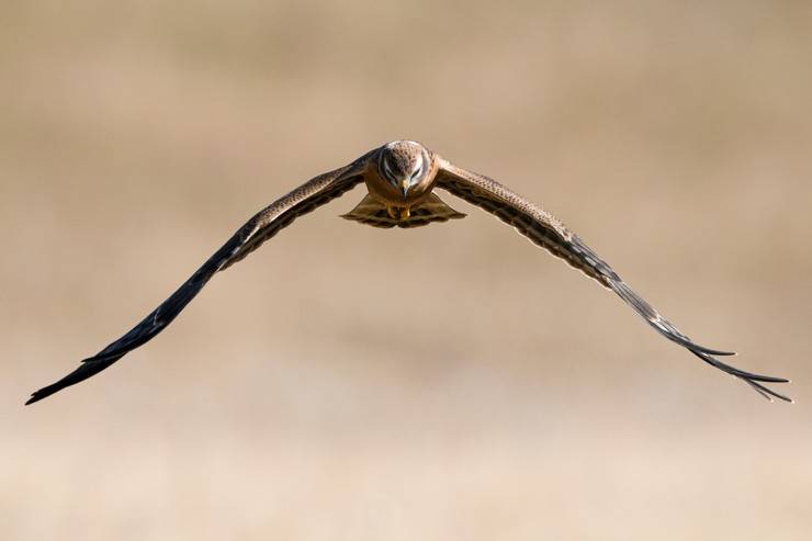 Ovit Dağı, bozkır delicesinin göç güzergahında hareketlilik yaşıyor 16