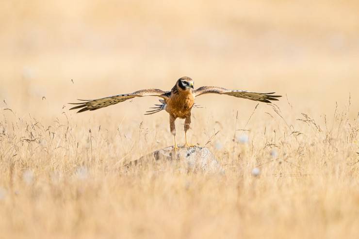 Ovit Dağı, bozkır delicesinin göç güzergahında hareketlilik yaşıyor 17