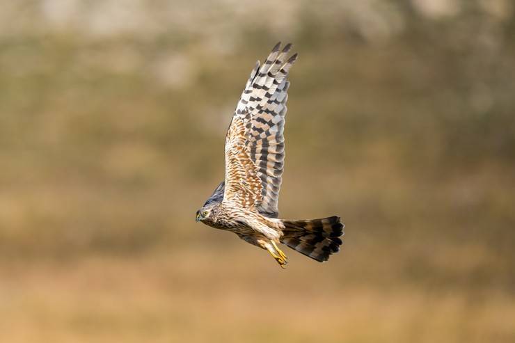 Ovit Dağı, bozkır delicesinin göç güzergahında hareketlilik yaşıyor 18